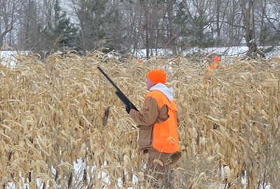 Field hunt at Sand Pine Pheasants