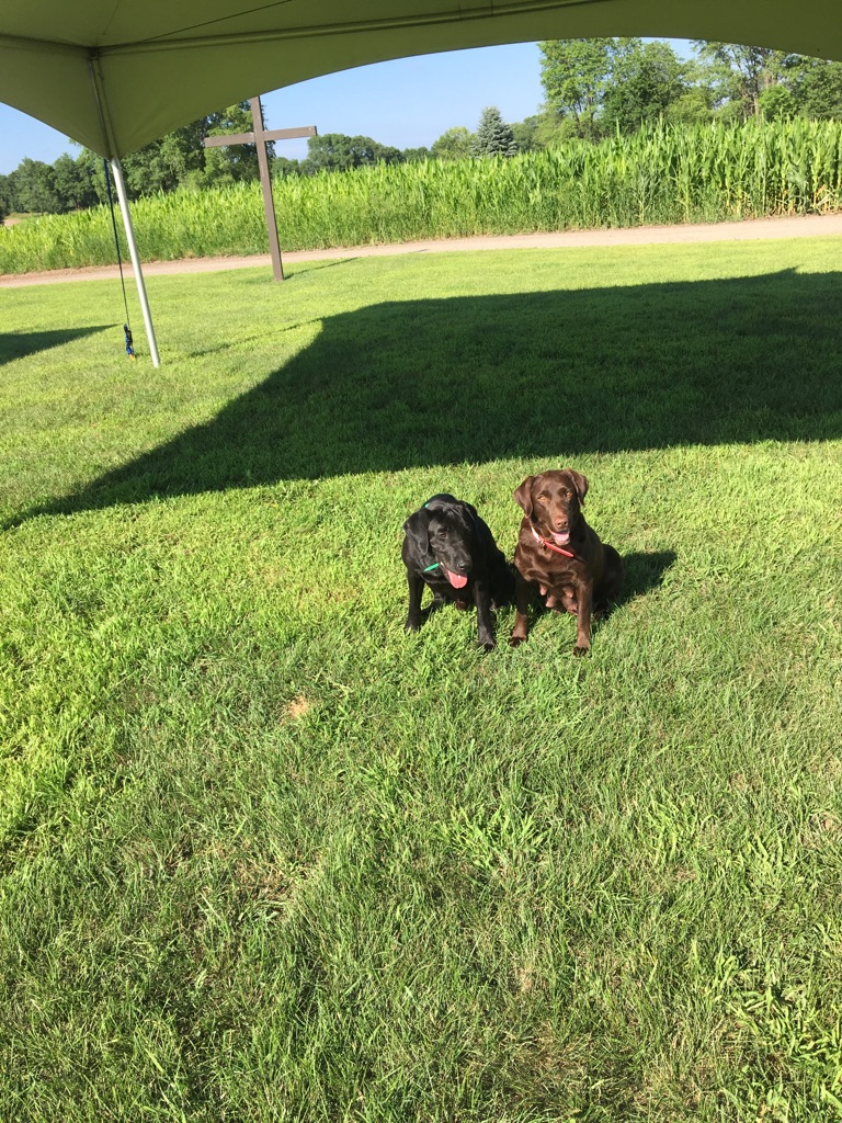 Mom and Dad of the latest litter of puppies.