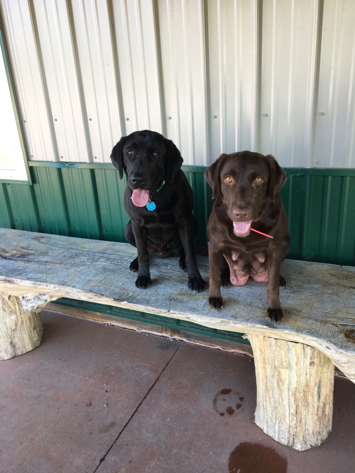 Mom and Dad of the latest litter of puppies.